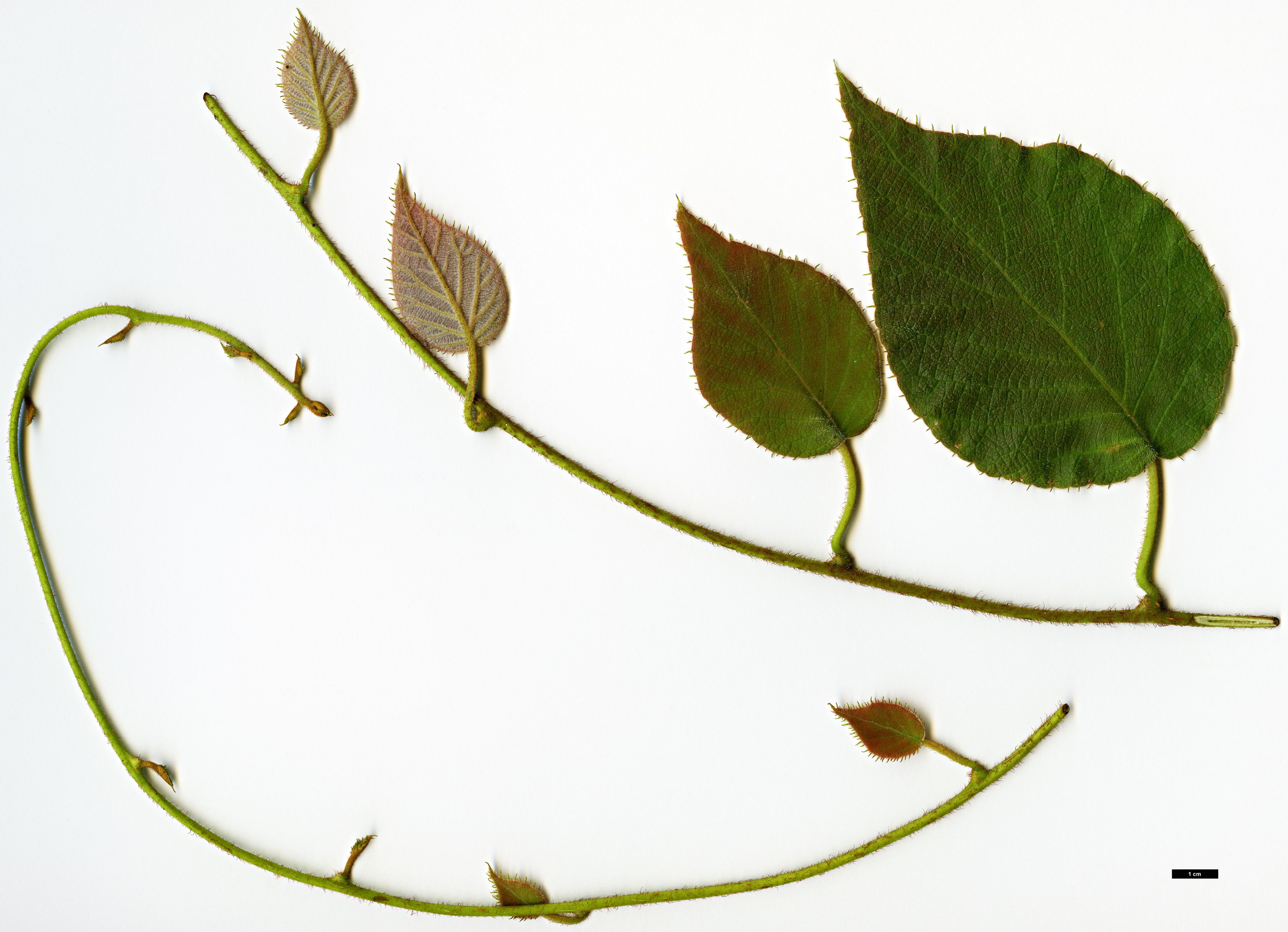 High resolution image: Family: Actinidiaceae - Genus: Actinidia - Taxon: setosa